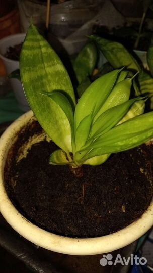 Сансевиерия