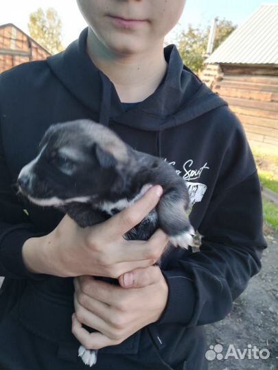 Отдам в добрые руки