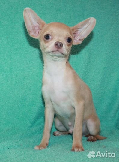 Веселый мальчишка чихуахуа