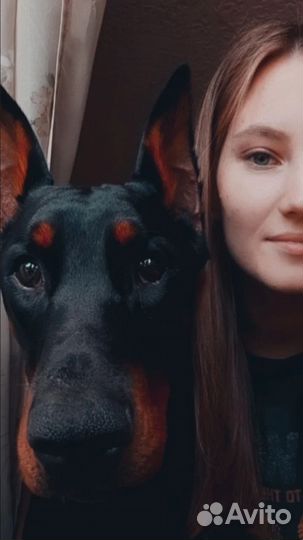 Доберман вязка кобель