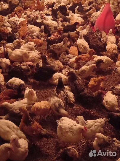 Цыплята подрощенные