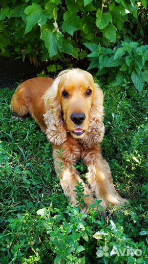 Английский кокер спаниель вязка