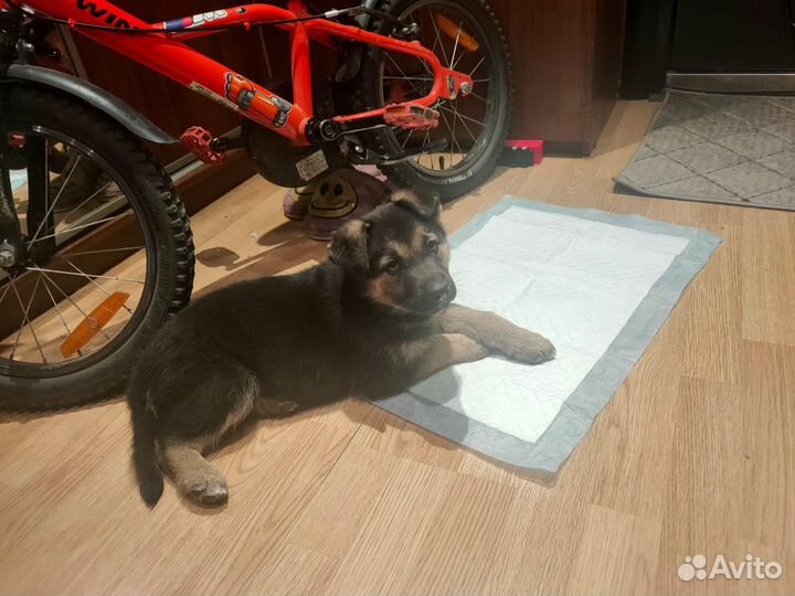 Отдам в добрые руки