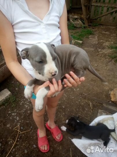 Щенки амстаффа