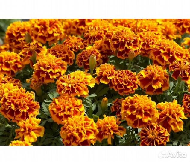 Растения цветы