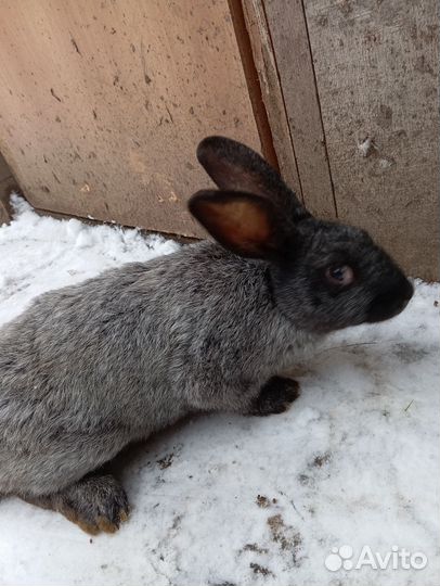 Кролик Полтавское серебро