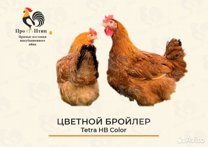 Инкубационное яйцо цветного бройлера Tetra HB Colo