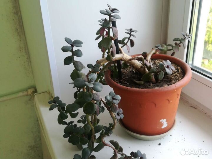 Сансевиерия