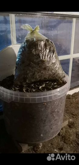 Ракушка для кур