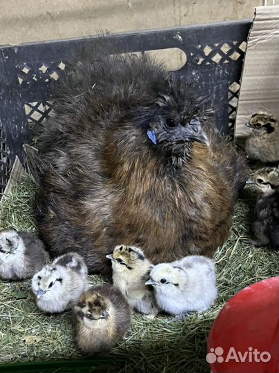 Цыплята и яйцо на инкубацию