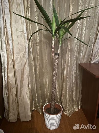 Юкка слоновая, домашнее растение