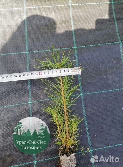 Зкс и окс Сосна Ель Лиственница сеянцы Голуб горн