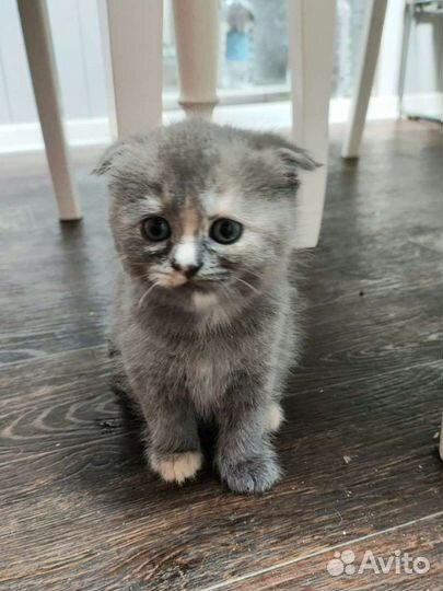 Шотландские вислоухие котята