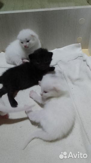 Котята в добрые руки 1 месяц