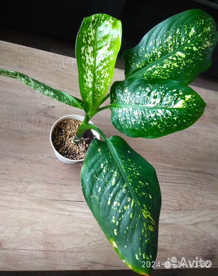 Диффенбахия