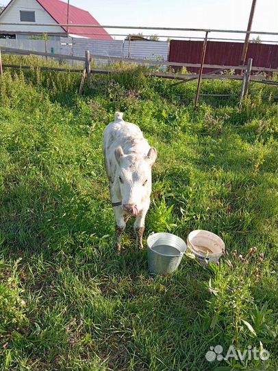 Телята бычек и телка