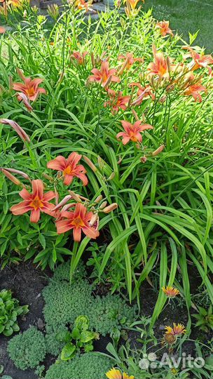 Лилейник оранжевый