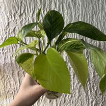 Сциндапсусы и мостера черенки