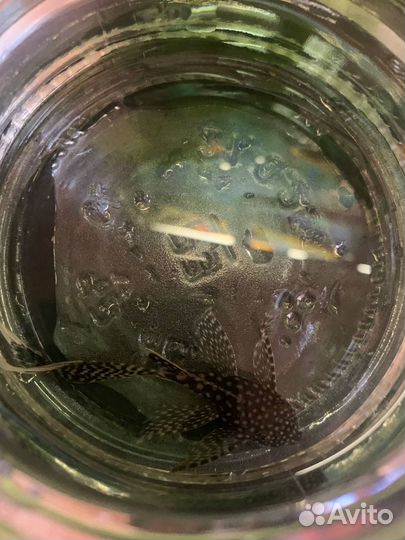 Малышы антрацитусы