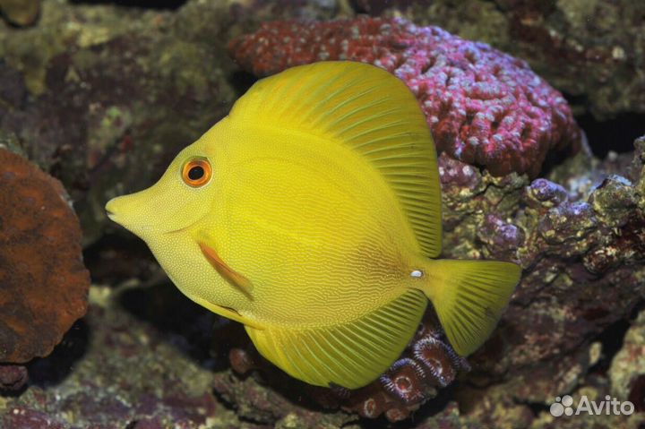 Рыбка Зебрасома Парусная желтая