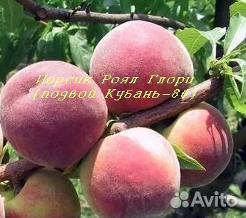 Семена и саженцы