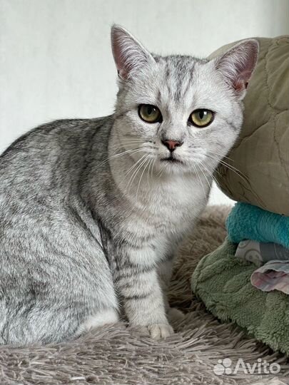 Передержка животных