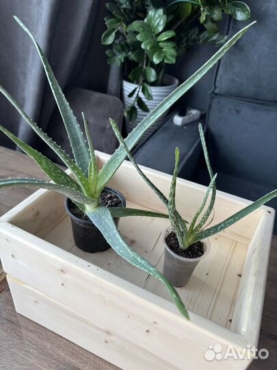 Алоэ вера лечебный