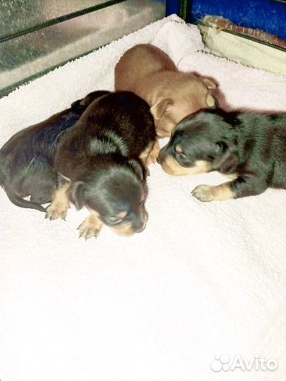 Той-терьер щенки