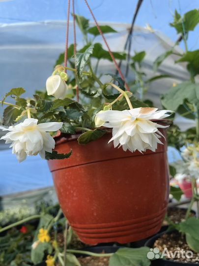 Бегония Беллекония ампельная