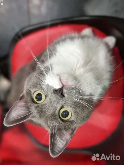 Передержка для животных,зоогостиница