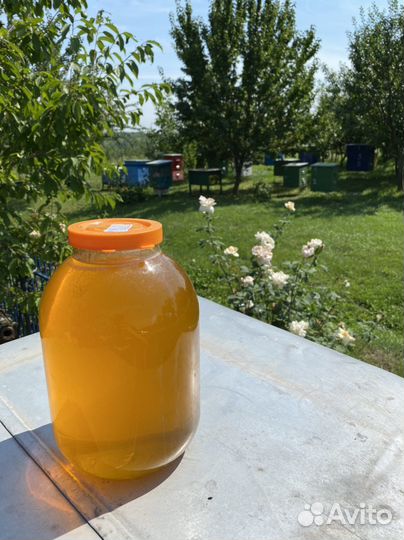 Мед акация 2024 июнь