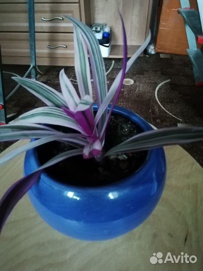 Традесканция пурпурная флейм и традесканция