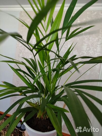 Пальма дипсис