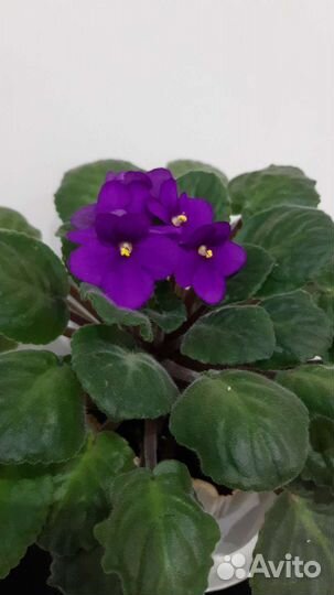 Комнатные цветы фиалки