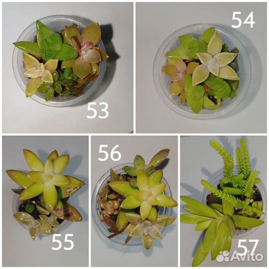 Комнатные растения и суккуленты