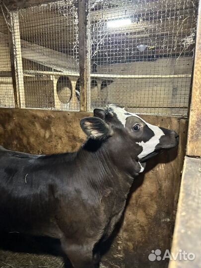 Телка 3 месяца
