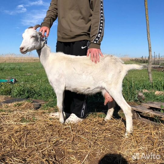 Коза дойная,ламанча,козел англонубийский