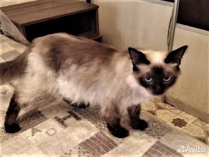 Отдам котиков подростков. Кастрированы