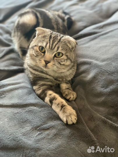 Шотландец (истинный ) Кот вязка