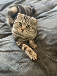 Шотландец (истинный ) Кот вязка