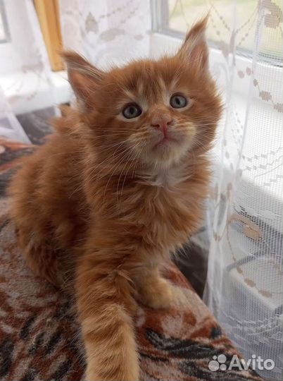 Продаются котята мейн кун