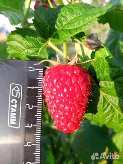 Малина Красавец Садко,малиновое дерево,жёлтая