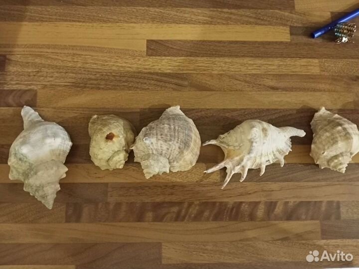 Фильтр, грунт, ракушки, коралл, компрессор