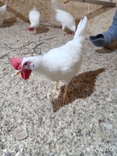 Молодые петухи