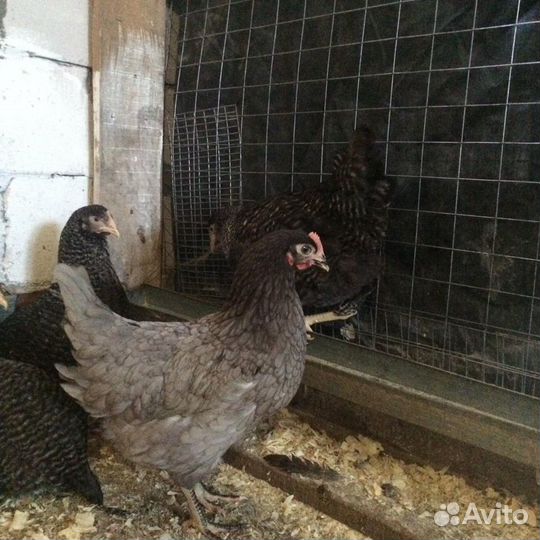 Куры молодки Доминант