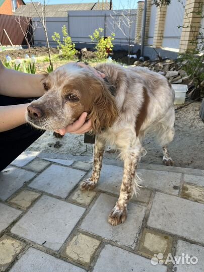 Бретонский эпаньоль