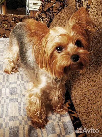 Йоркширский терьер