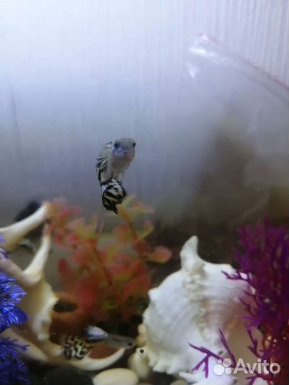 Самец гуппи