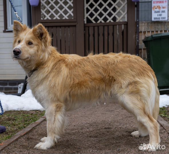 Собака ищет дом