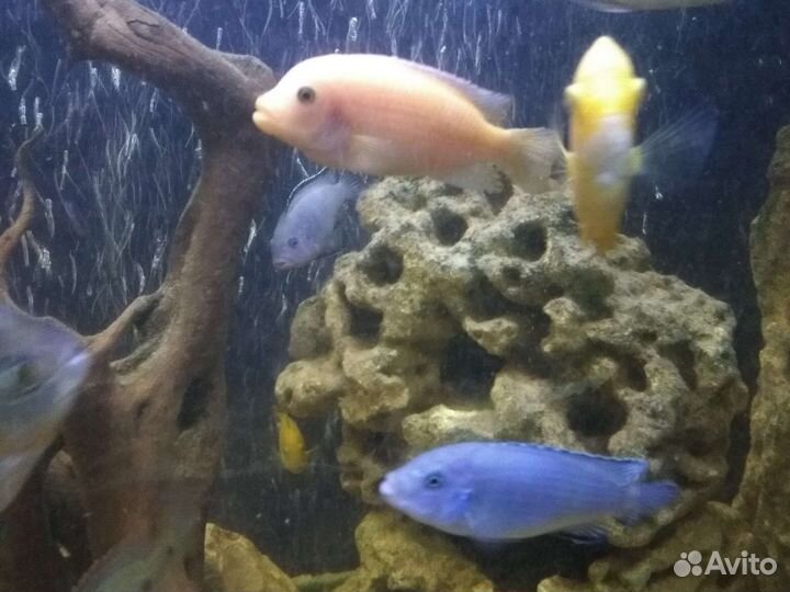 Аквариумная рыба, аквариумы